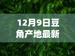 揭秘豆角产地最新价格背后的智能科技产品——科技赋能生活新篇章