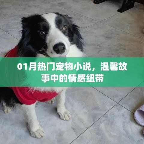 温馨宠物小说，情感纽带连结一月热门故事