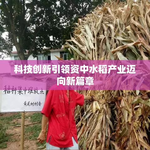 科技创新引领资中水稻产业迈向新篇章