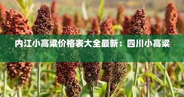 内江小高粱价格表大全最新：四川小高粱 