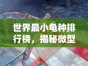 世界最小龟种排行榜，揭秘微型龟类之王！