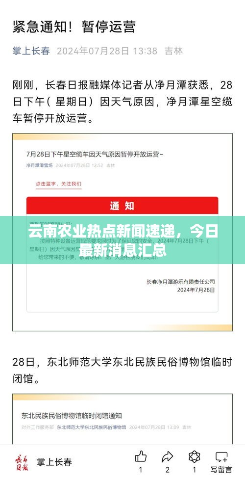 云南农业热点新闻速递，今日最新消息汇总