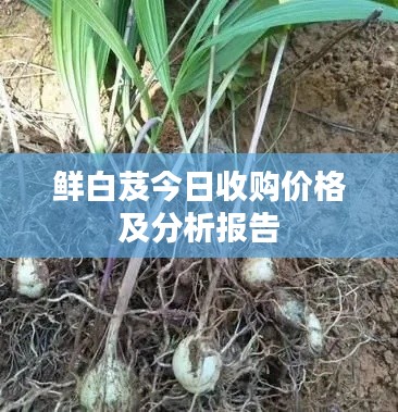 反朴归真 第2页