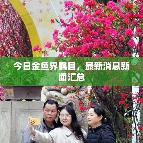 今日金鱼界瞩目，最新消息新闻汇总