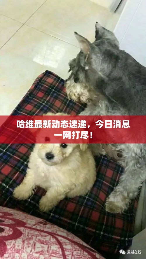 哈维最新动态速递，今日消息一网打尽！