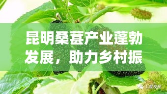 昆明桑葚产业蓬勃发展，助力乡村振兴，新鲜桑葚成新闻头条