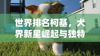 世界排名柯基，犬界新星崛起与独特魅力闪耀