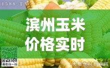 滨州玉米价格实时更新，最新市场动态，你不可错过！