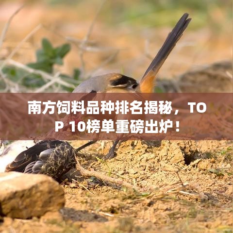 逆风飞扬