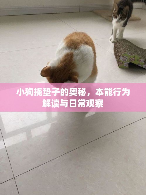 小狗挠垫子的奥秘，本能行为解读与日常观察