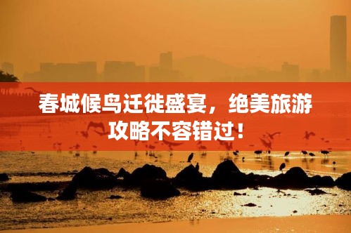 春城候鸟迁徙盛宴，绝美旅游攻略不容错过！